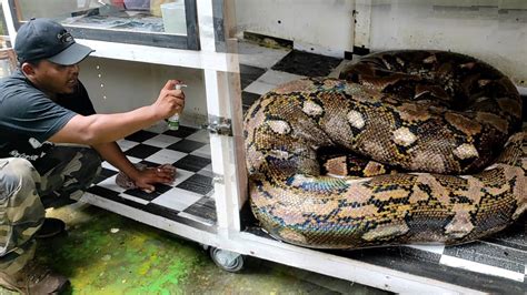 Inilah Sosok Hercules Ular Python Raksasa Kalimantan Tengah Youtube