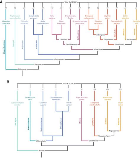 Helix–loop–helix proteins and the advent of cellular diversity: 30 ...