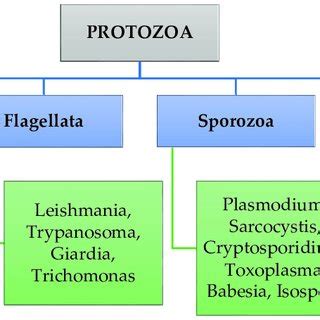 Classification of parasitic protozoa. | Download Scientific Diagram