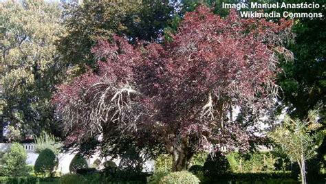 Purple Leaf Plum Trees Types Flowers Leaves Pictures Identification