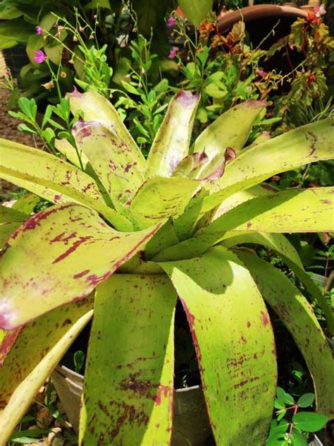 Bromelia Neoregelia Carolina Neoregelia Carolinae Vivero Las