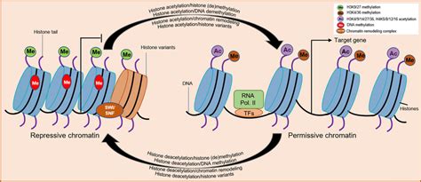 Modulation Of Chromatin Status By Histone Acetylation Dynamics And