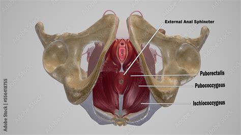 Female Muscles of Anal Triangle Labeled d rendering Stock イラスト Adobe Stock