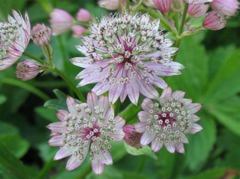 Astrantia Major Zeeuws Knoopje De Tuinen Van Appeltern