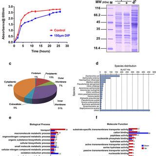 Comparative Characteristics Of Cell Envelope Protein Of A Hydrophila