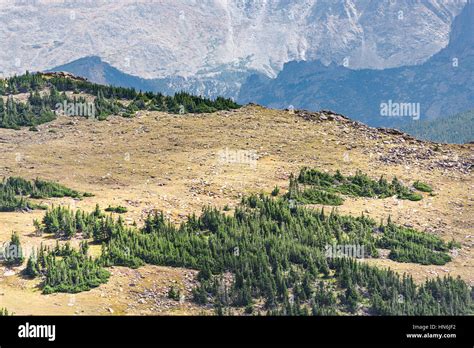 Aerial View Of Plains In The Rocky Mountains With Scattered Pine