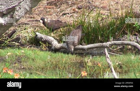 Western Ground Parrot Western Australia Stock Videos Footage HD And