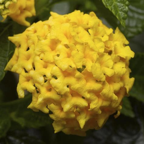 Lantana Lantana Camara Yellow From Hillcrest Nursery