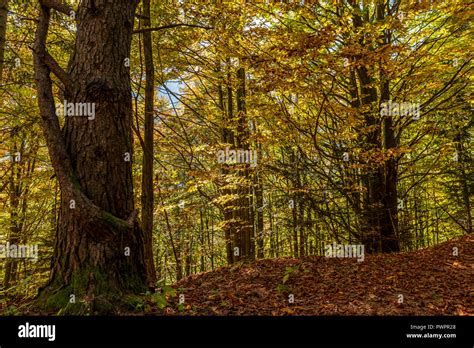 Inside the woods hi-res stock photography and images - Alamy