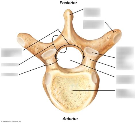 Ribs And Bony Thorax Diagram Quizlet