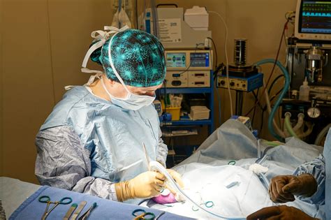 Important Reasons To Spay Or Neuter Your Pet Pantano Animal Clinic