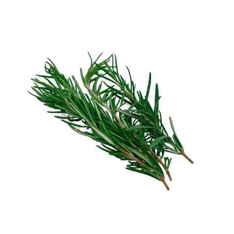 Rosemary Natural Forest Leaves Rosemary Green Still Life Photography