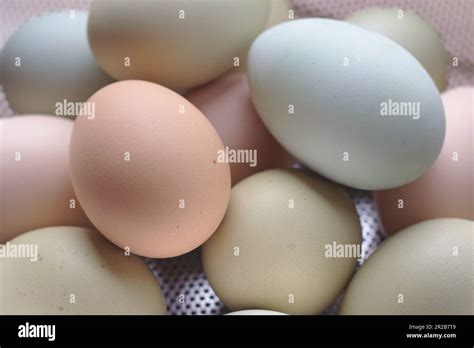 Farm Fresh Eggs Stock Photo Alamy