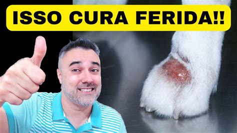 Isso Cicatriza Qualquer Ferida Cães E Gatos Youtube