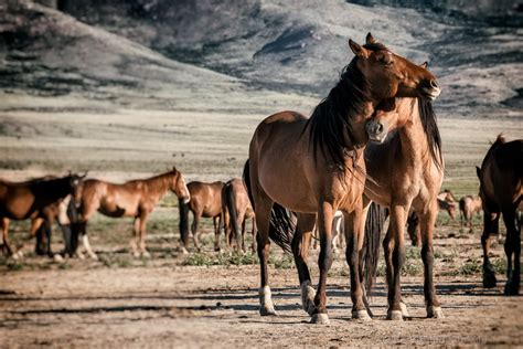 WILD MUSTANGS photographs by Manfred Baumann on Behance