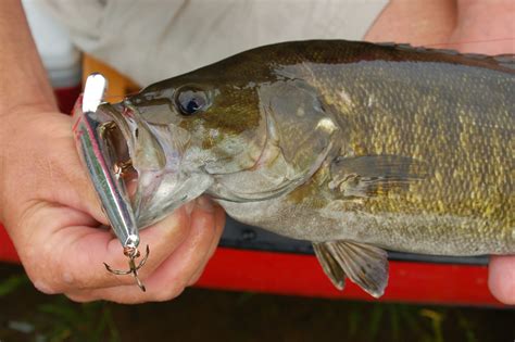 Best Lures For Smallmouth Bass Best Bass Fishing Lures