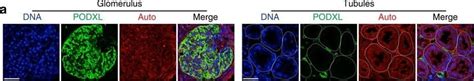 Podocalyxin Like Antibody Unconjugated AF1658 Novus Biologicals