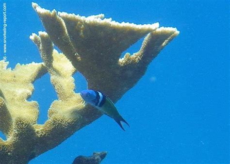 Snorkeling in Anse Chastanet Marine Reserve | Snorkeling in Saint Lucia