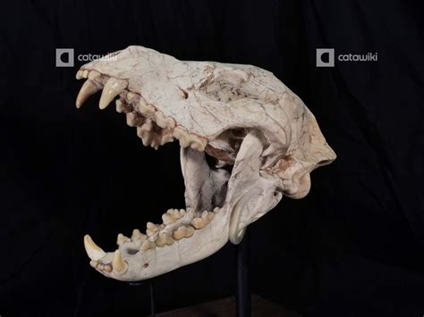 Museum Grade Early Hyenas Skull Fossil 24cm Fossil Skull