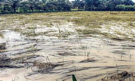 പാലക്കാട് ജില്ലയിൽ 1031 കോടിയുടെ കൃഷിനാശം Crop Damage In Palakkad