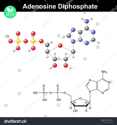 Adenosine Diphosphate Chemical Structure Model Adp Stock Vector (Royalty Free) 507005860 ...