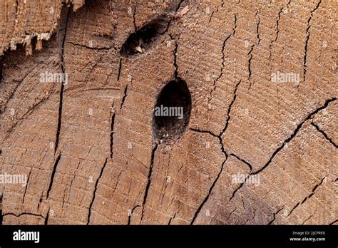 Texture Of Cut Old Tree Stump With Annual Rings And Cracks Wooden