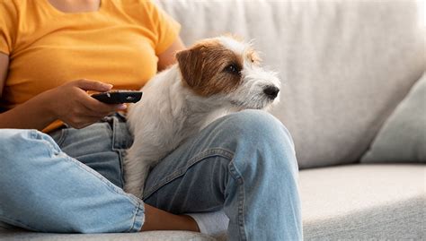 Dog Sitting Tips: Beginner's Guide For Pet Sitters – Top Dog Tips