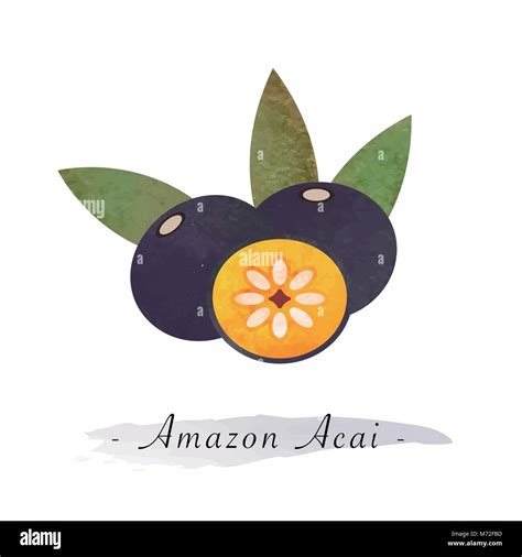 Colorful Watercolor Texture Vector Healthy Fruit Amazon Acai Stock