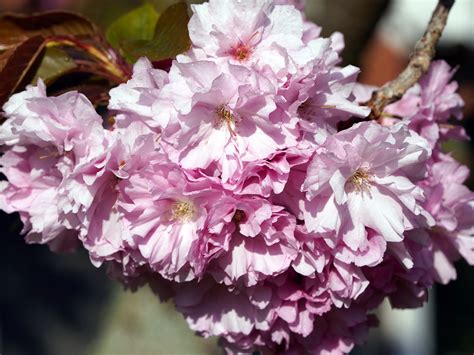 Roze Bloemen Sakura Kersebloesem Gratis Foto Op Pixabay Pixabay