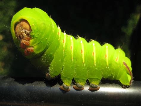 Common Caterpillars — Texas Insect Identification Tools