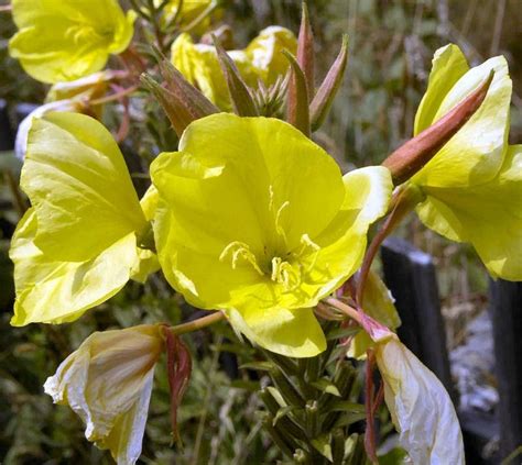 Plantfiles Pictures Oenothera Species Common Evening Primrose Hoary