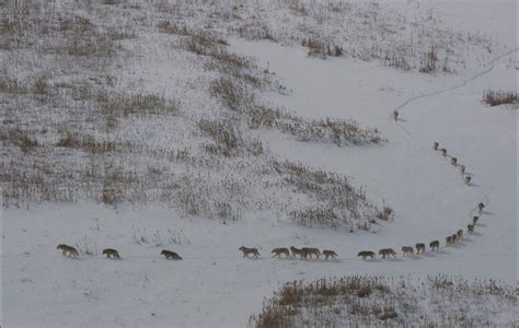 La foto dei lupi che commuove il web è una bufala