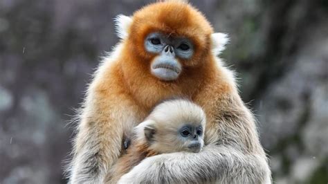 Sichuan Golden Snub Nosed Monkeys Seen At Yuhe Area Of Giant Panda