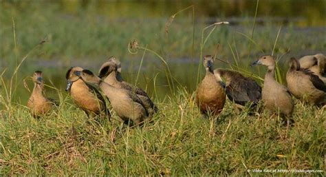 Keoladeo National Park: A Biodiversity Conservation | AlightIndia