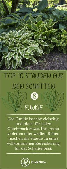 Stauden F R Den Schatten Unsere Top Plantura Shade Perennials