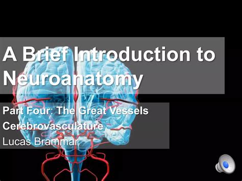 A Brief Introduction To Neuroanatomy The Great Vessels PPT