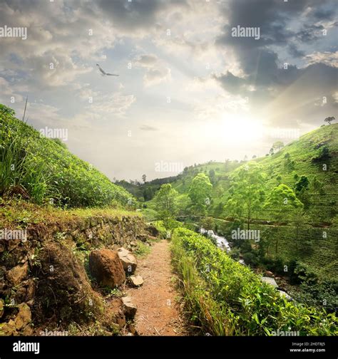 plantation, tea plantation, nuwara eliya, plantations, tea crop, tea plantations Stock Photo - Alamy