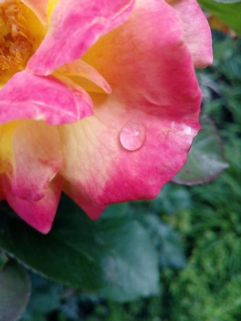 Premium Photo Rose Hip Flower