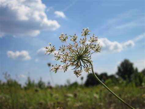 Free Images Tree Nature Branch Blossom Cloud Sky Field Meadow