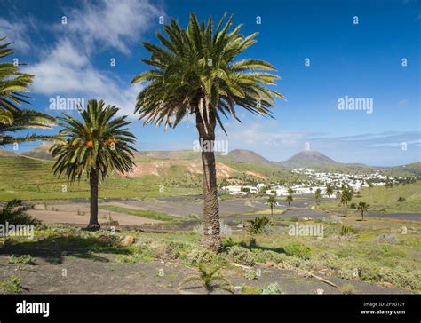 Haría Lanzarote Canary Islands Spain View across the fertile