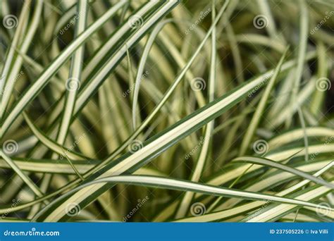 Striped Weeping Sedge Evergold Stock Photo Image Of Ornamental Plant