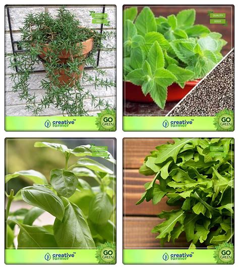 Creative Farmer Combo Herbal Seeds Rosemary Mint Lemon Basil Wild Rocket Herb Seeds Combo