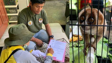 Tim Pemeliharaan Rth Dlh Kobar Serahkan Hewan Langka Jenis Kukang Ke