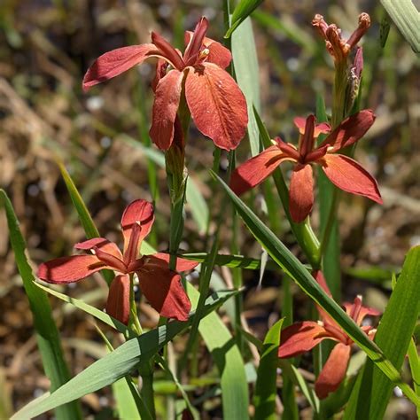 Copper Iris Groundwork Illinois