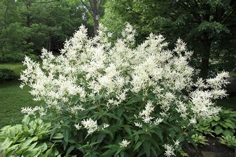 Growing Giant Fleeceflower Laidback Gardener