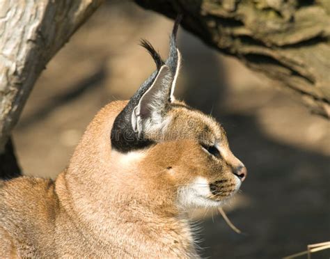 Desert Lynx Caracal Caracal Stock Photos Image 18628483