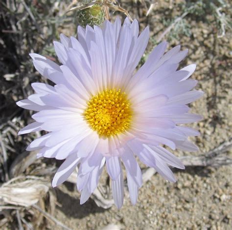 mojave desert plants | The flowerhead grows up to two inches in ...