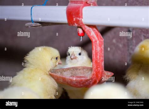 Broiler chickens Banque de photographies et dimages à haute résolution