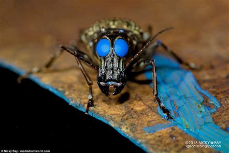 Incredible Eye Popping Images Show Insects Appearing To Glow In The