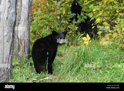 Ours Noir Ursus Americanus Debout Dans Une Clairi Re Retour Sur Son